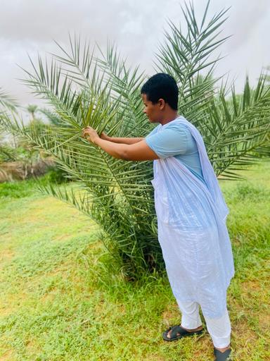 الضف اسماعيل